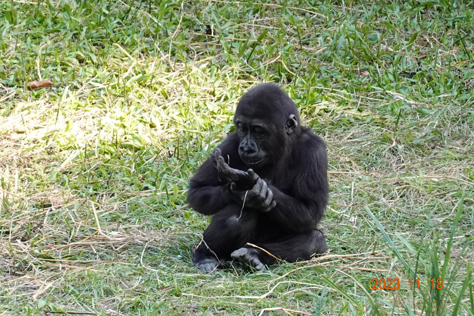 Western Lowland Gorilla (Gorilla gorilla gorilla)