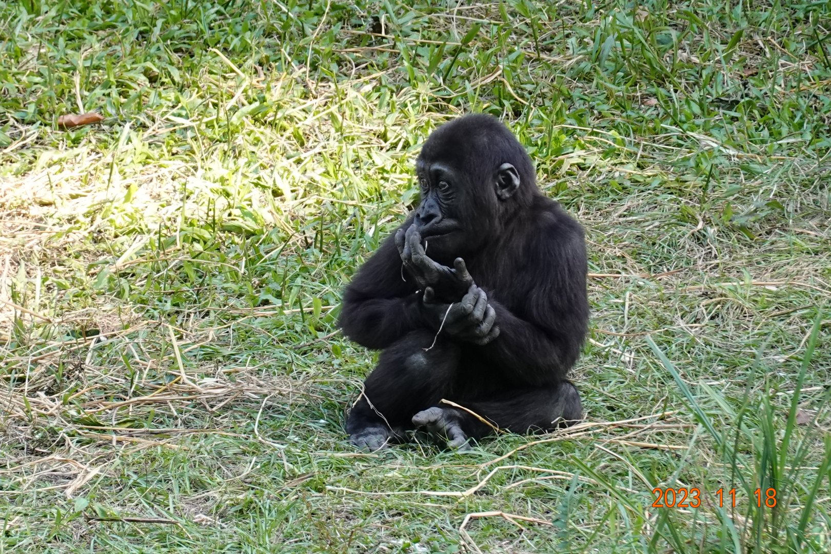 Western Lowland Gorilla (Gorilla gorilla gorilla)