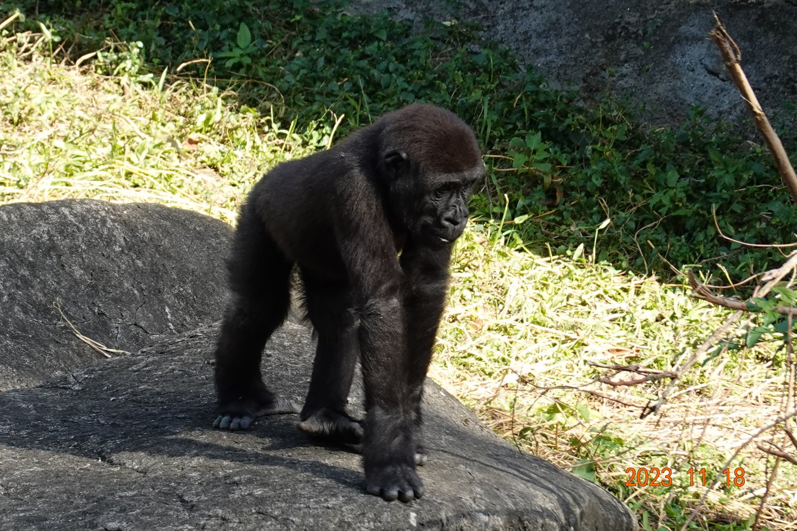 Western Lowland Gorilla (Gorilla gorilla gorilla)