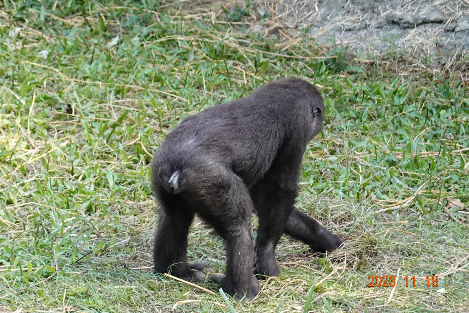 Western Lowland Gorilla (Gorilla gorilla gorilla)