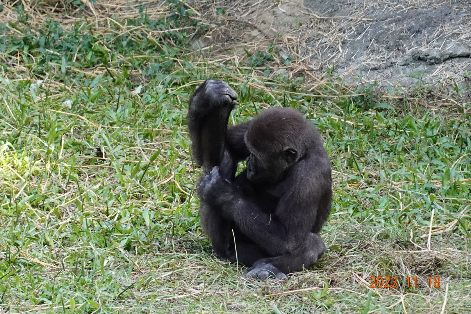 Western Lowland Gorilla (Gorilla gorilla gorilla)