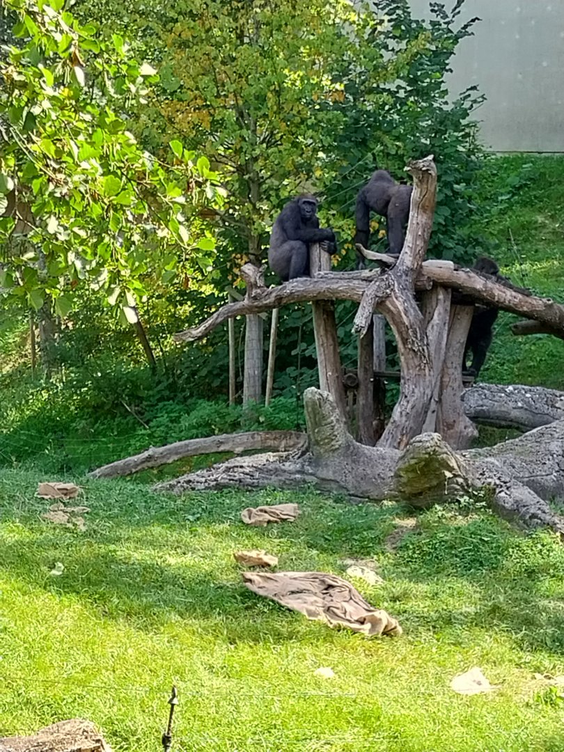 Western lowland gorilla (Gorilla gorilla gorilla)