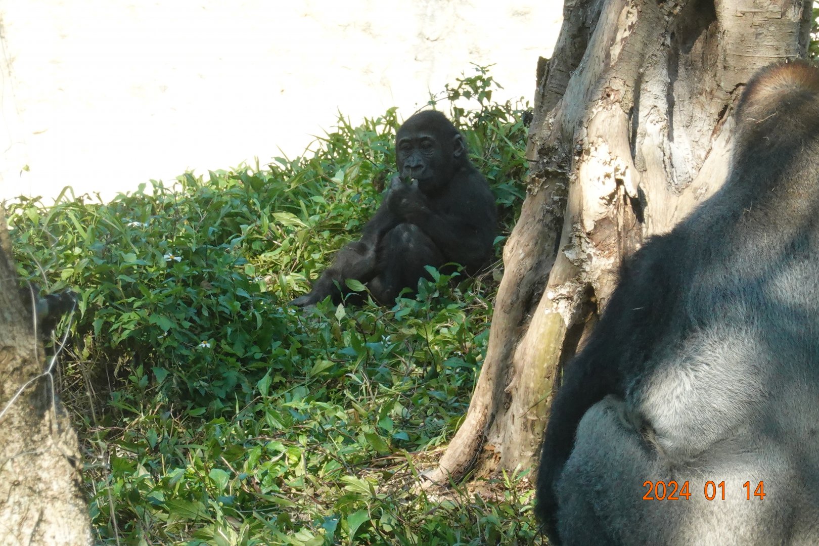 Western Lowland Gorilla (Gorilla gorilla gorilla)