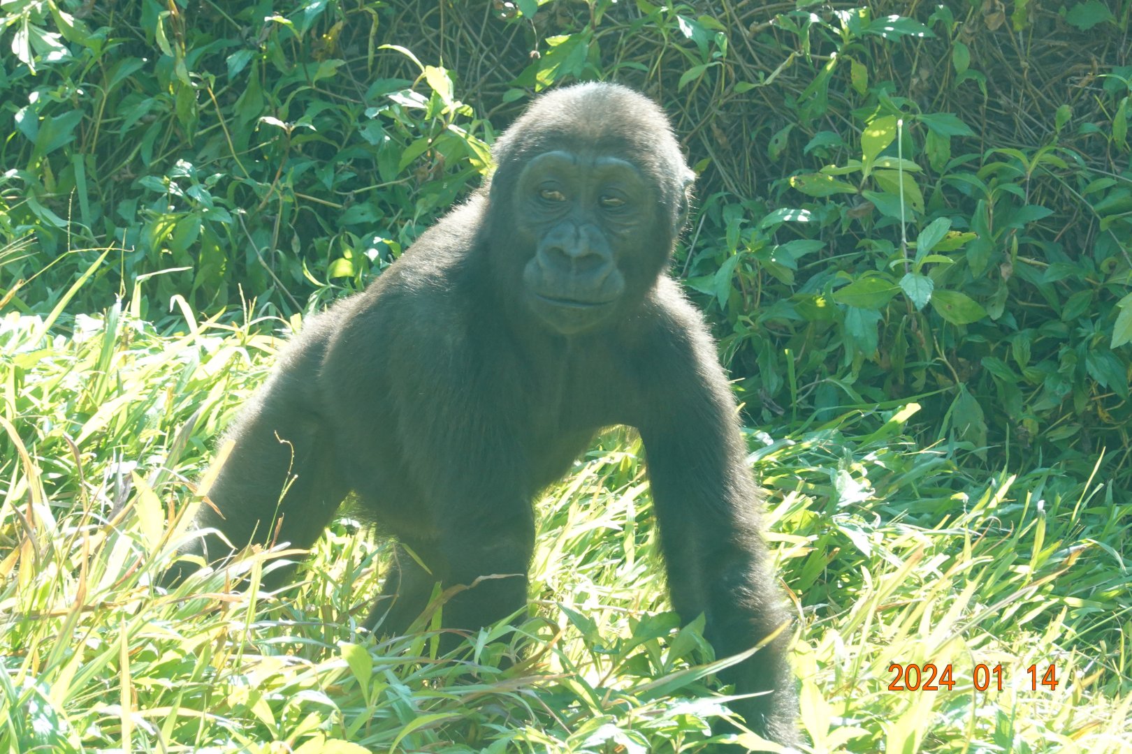 Western Lowland Gorilla (Gorilla gorilla gorilla)