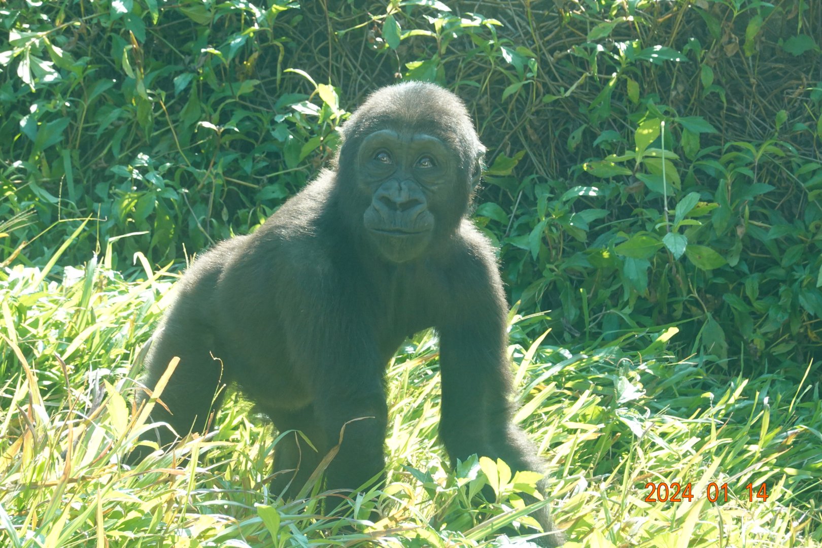 Western Lowland Gorilla (Gorilla gorilla gorilla)