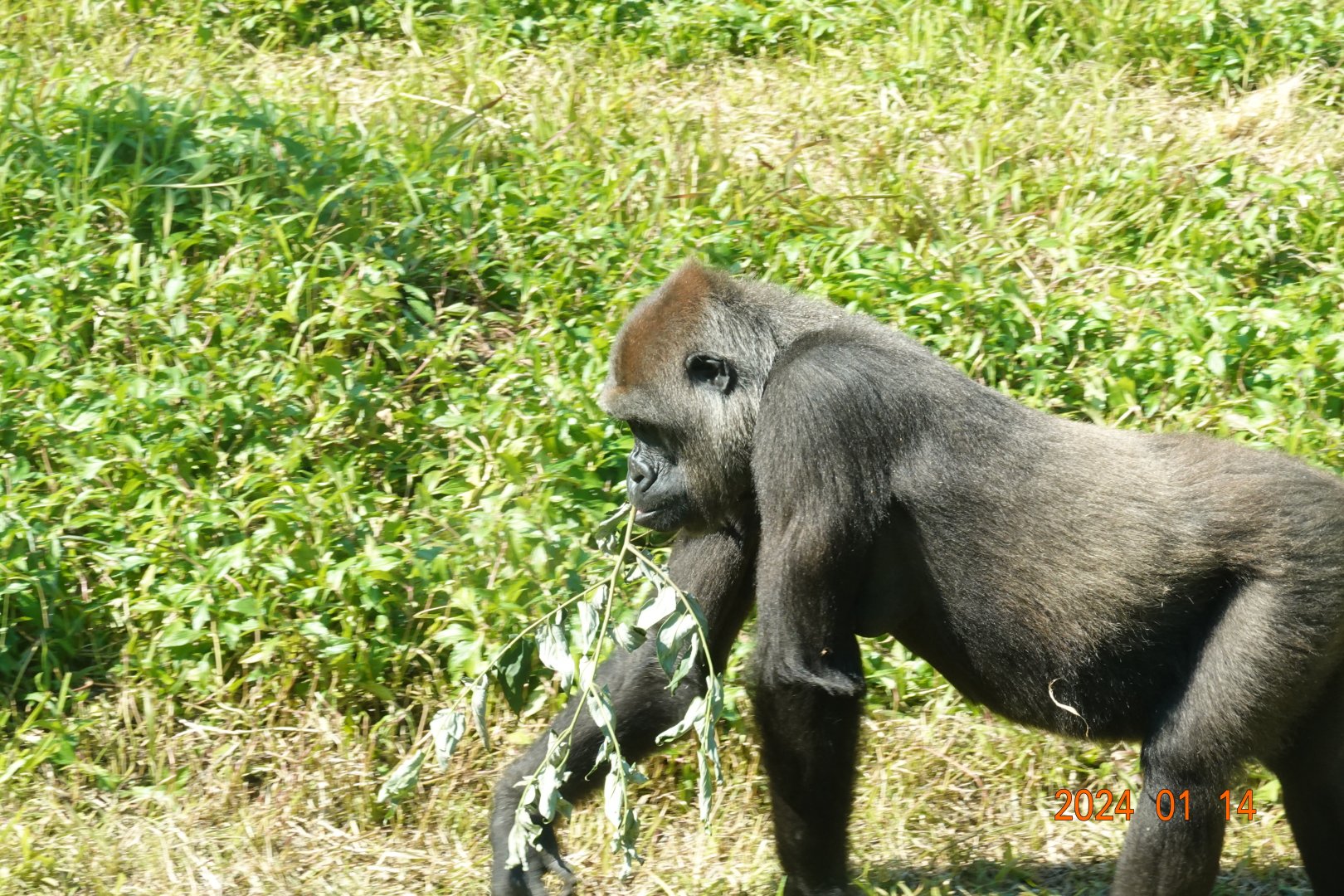 Western Lowland Gorilla (Gorilla gorilla gorilla)