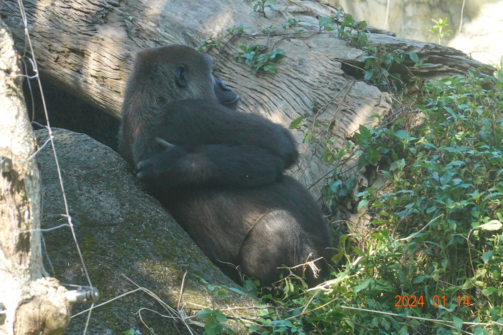 Western Lowland Gorilla (Gorilla gorilla gorilla)