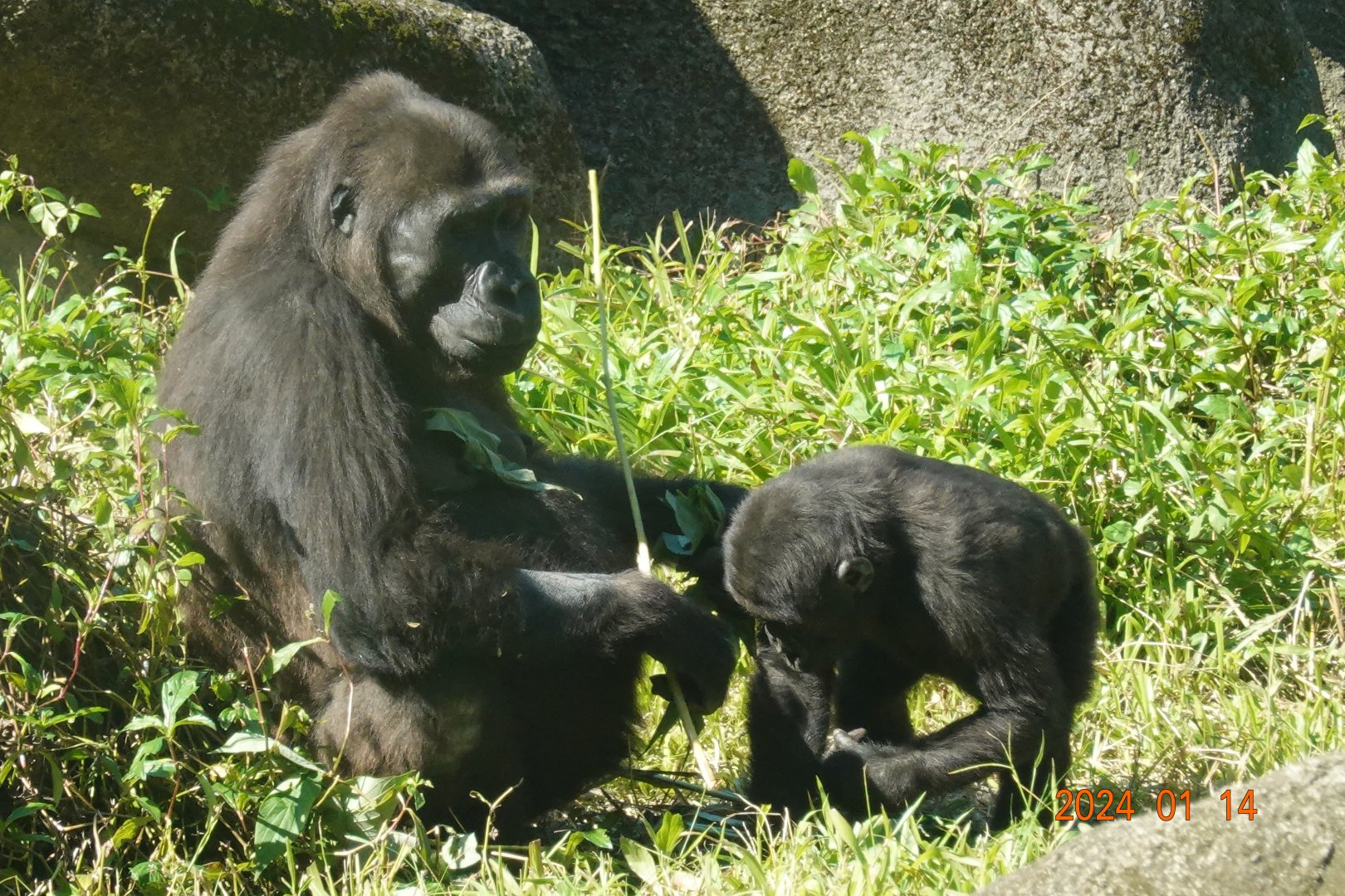 Western Lowland Gorilla (Gorilla gorilla gorilla)