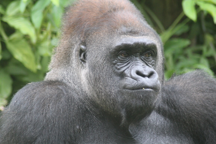 Western lowland gorilla (Gorilla gorilla gorilla)