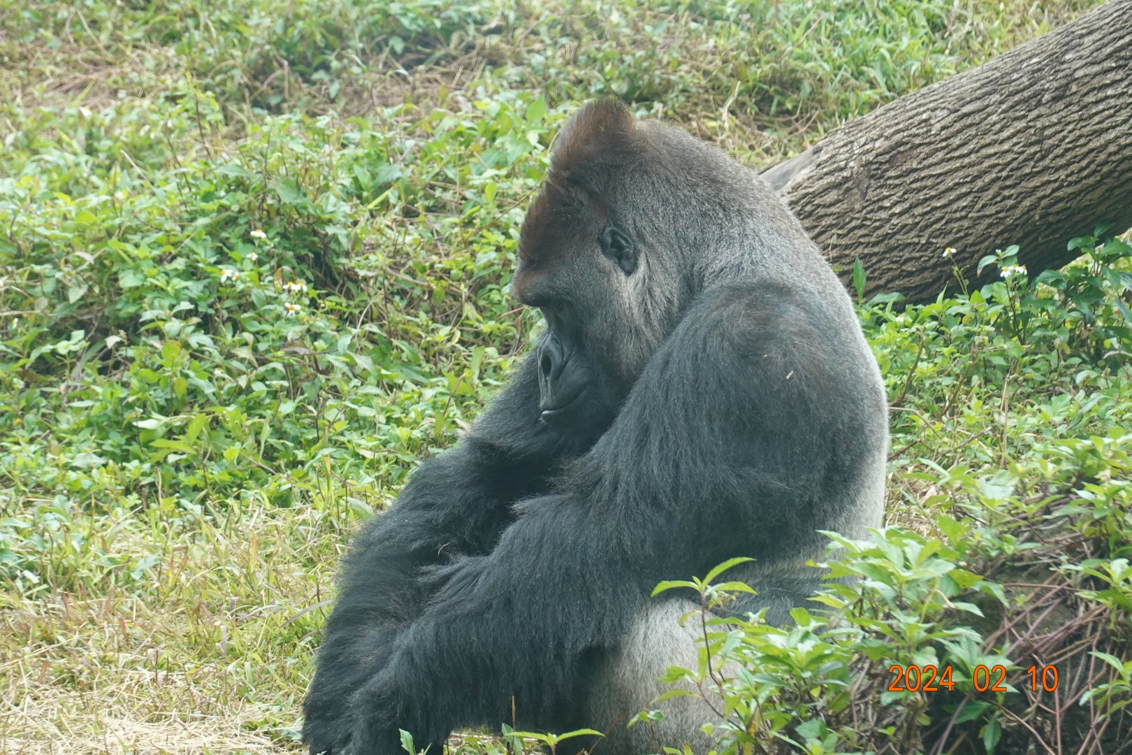 Western Lowland Gorilla (Gorilla gorilla gorilla)