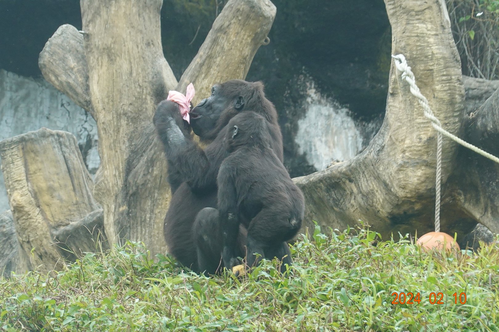 Western Lowland Gorilla (Gorilla gorilla gorilla)