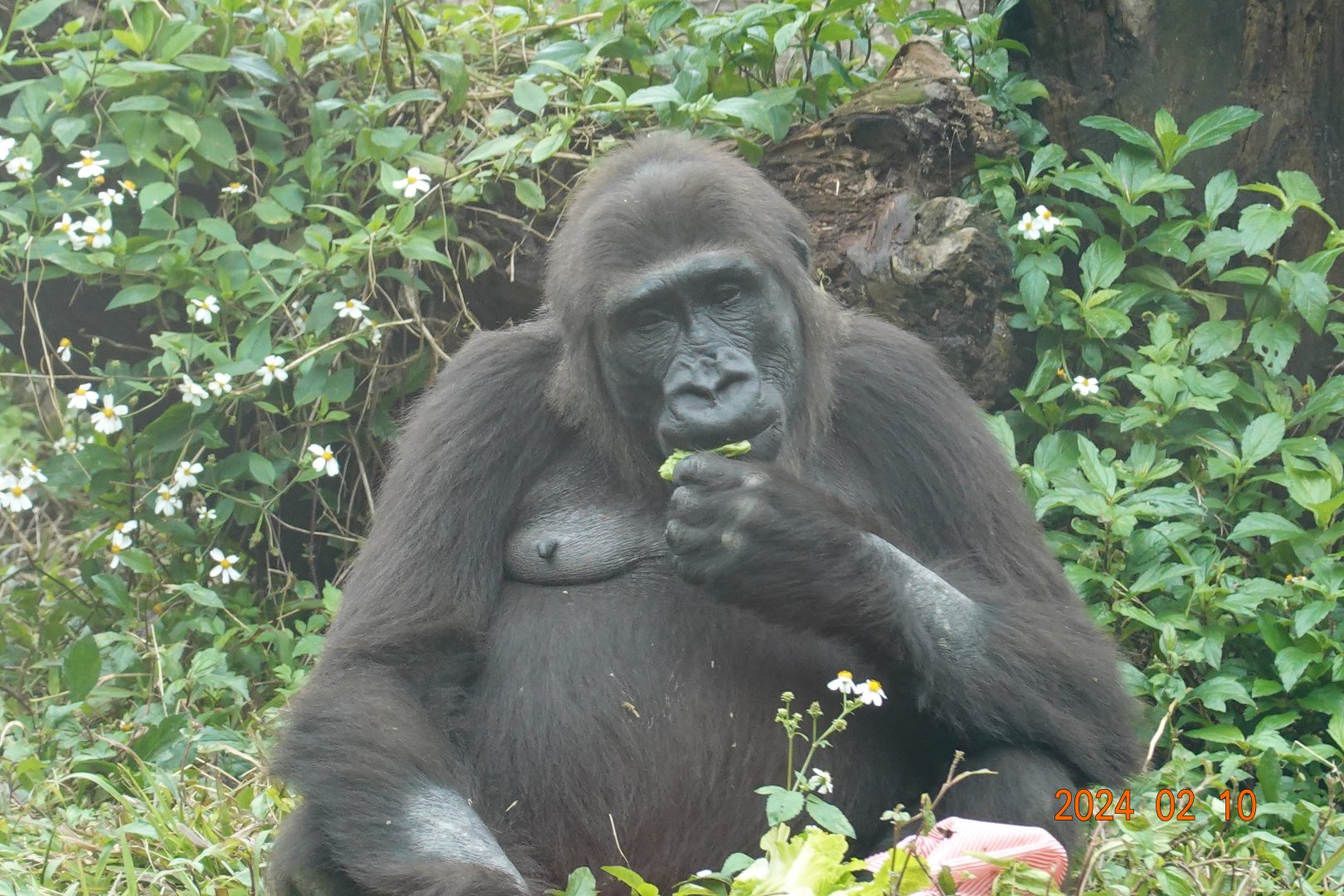Western Lowland Gorilla (Gorilla gorilla gorilla)