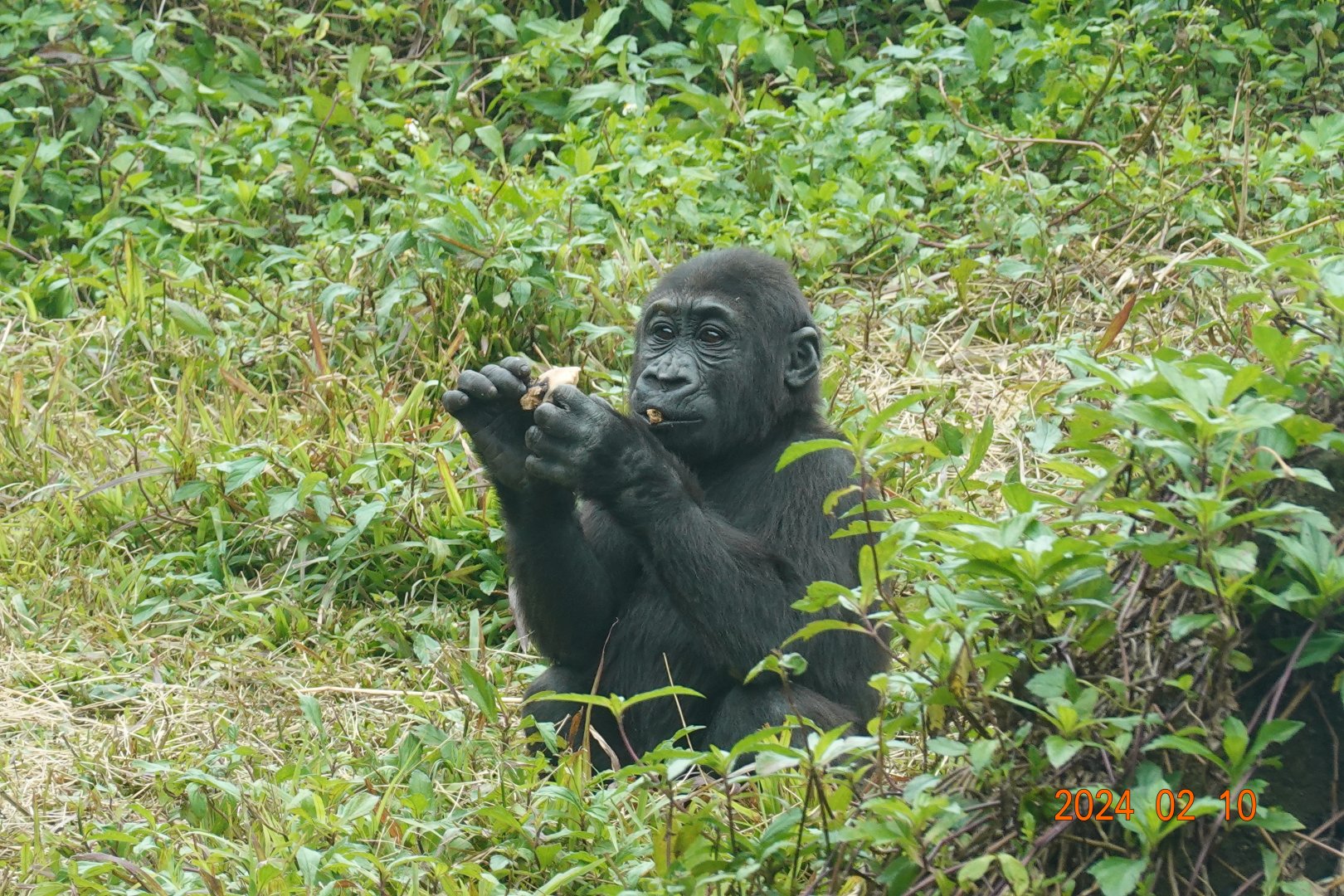 Western Lowland Gorilla (Gorilla gorilla gorilla)