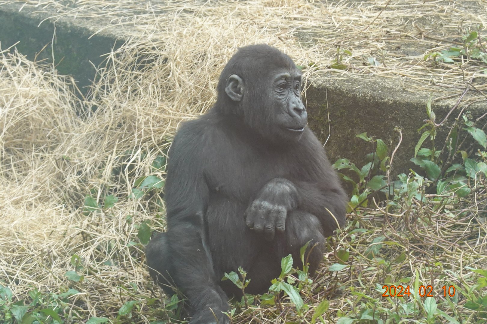 Western Lowland Gorilla (Gorilla gorilla gorilla)