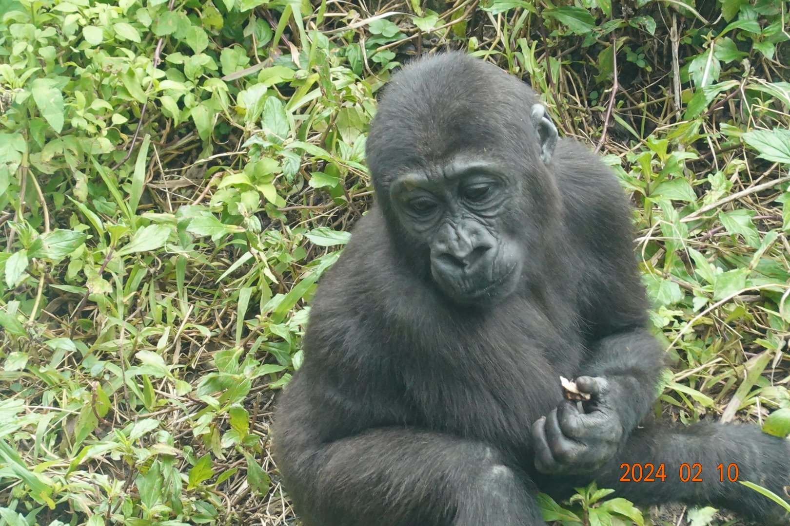 Western Lowland Gorilla (Gorilla gorilla gorilla)
