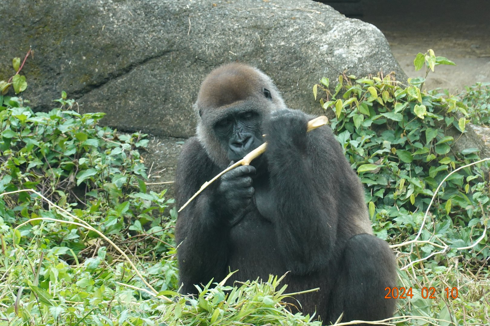 Western Lowland Gorilla (Gorilla gorilla gorilla)