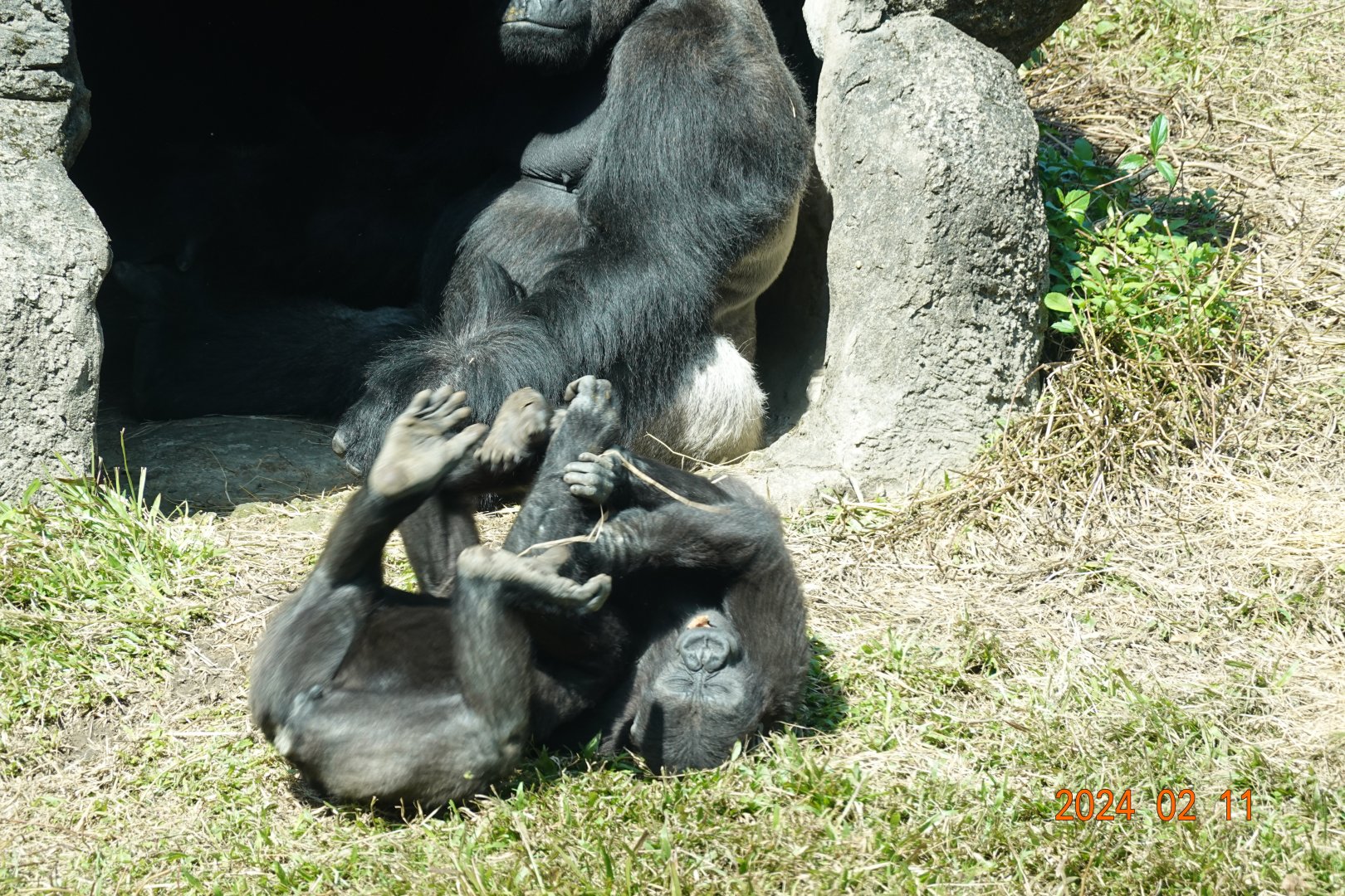 Western Lowland Gorilla (Gorilla gorilla gorilla)