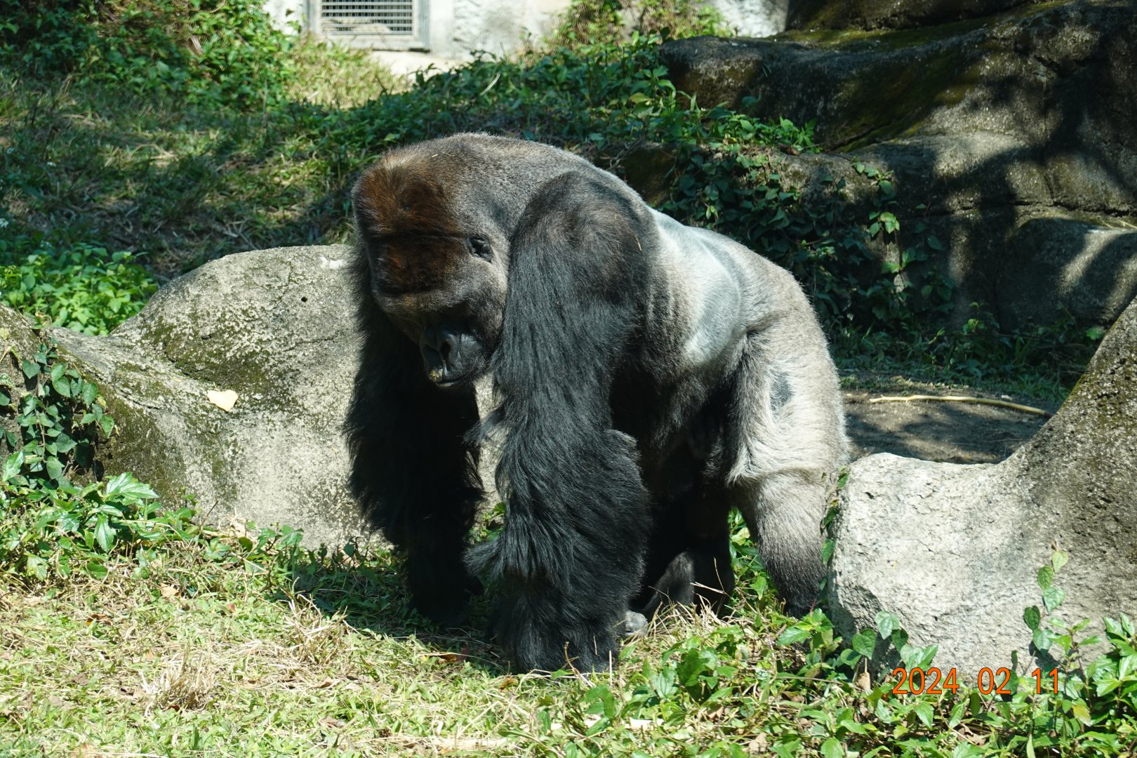 Western Lowland Gorilla (Gorilla gorilla gorilla)