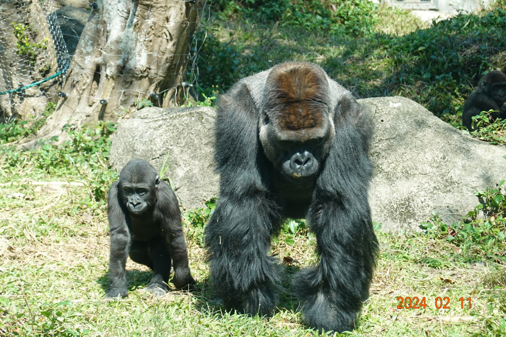 Western Lowland Gorilla (Gorilla gorilla gorilla)