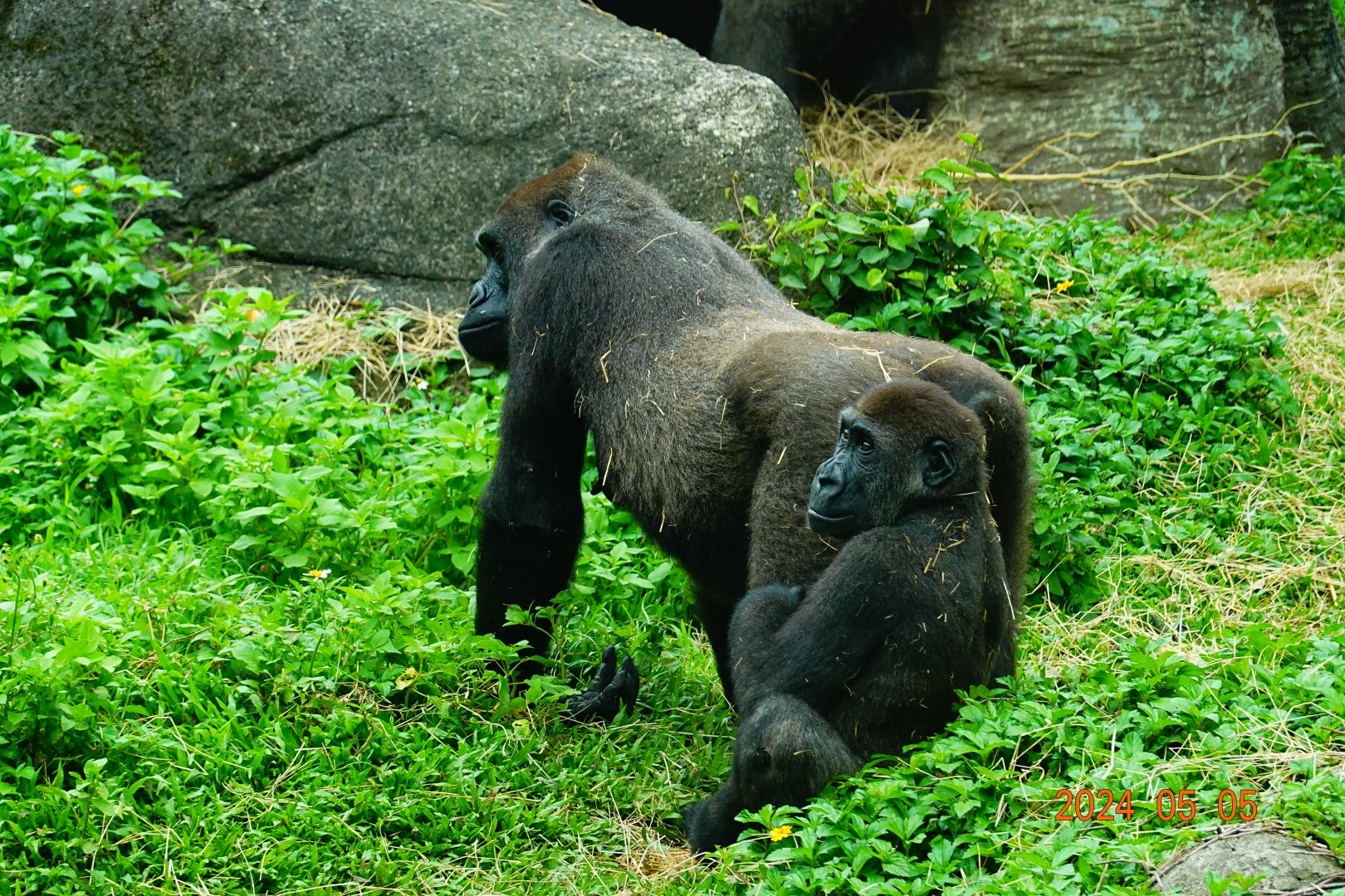 Western Lowland Gorilla (Gorilla gorilla gorilla)
