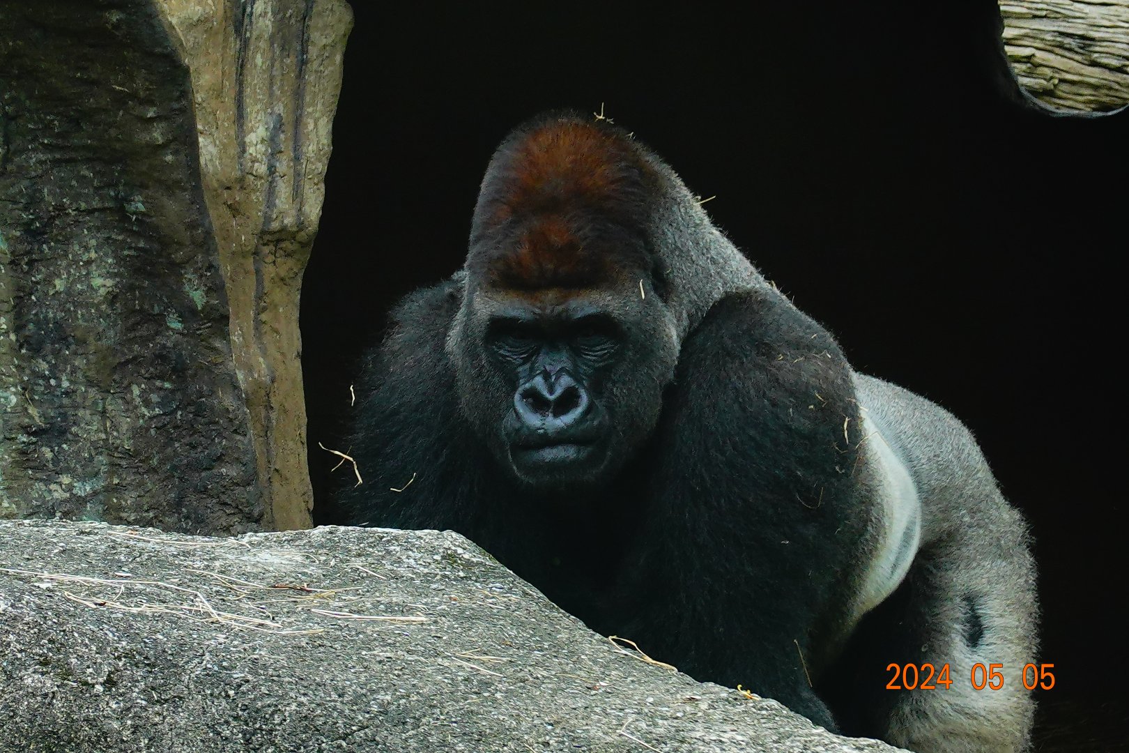 Western Lowland Gorilla (Gorilla gorilla gorilla)