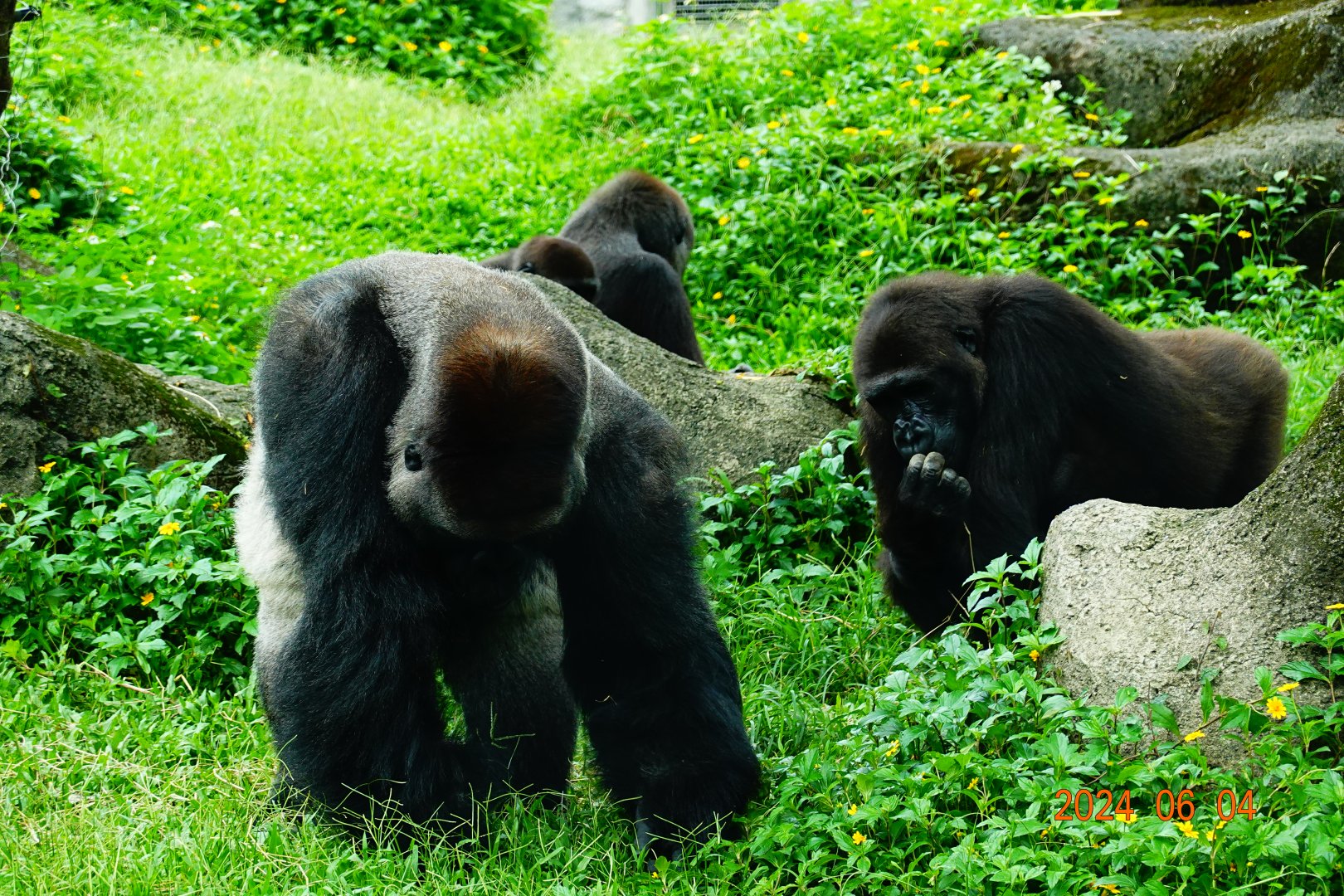 Western Lowland Gorilla (Gorilla gorilla gorilla)
