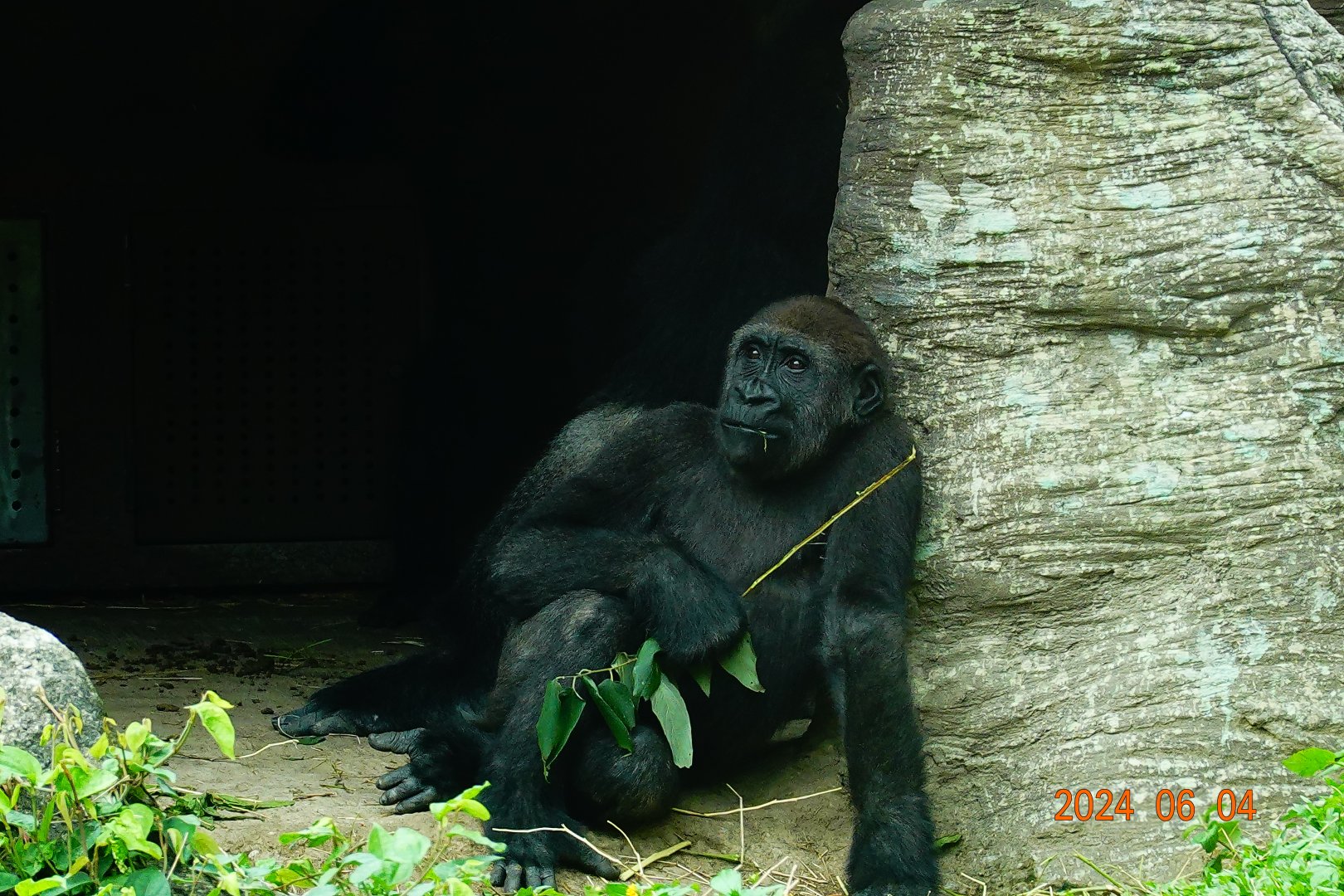 Western Lowland Gorilla (Gorilla gorilla gorilla)