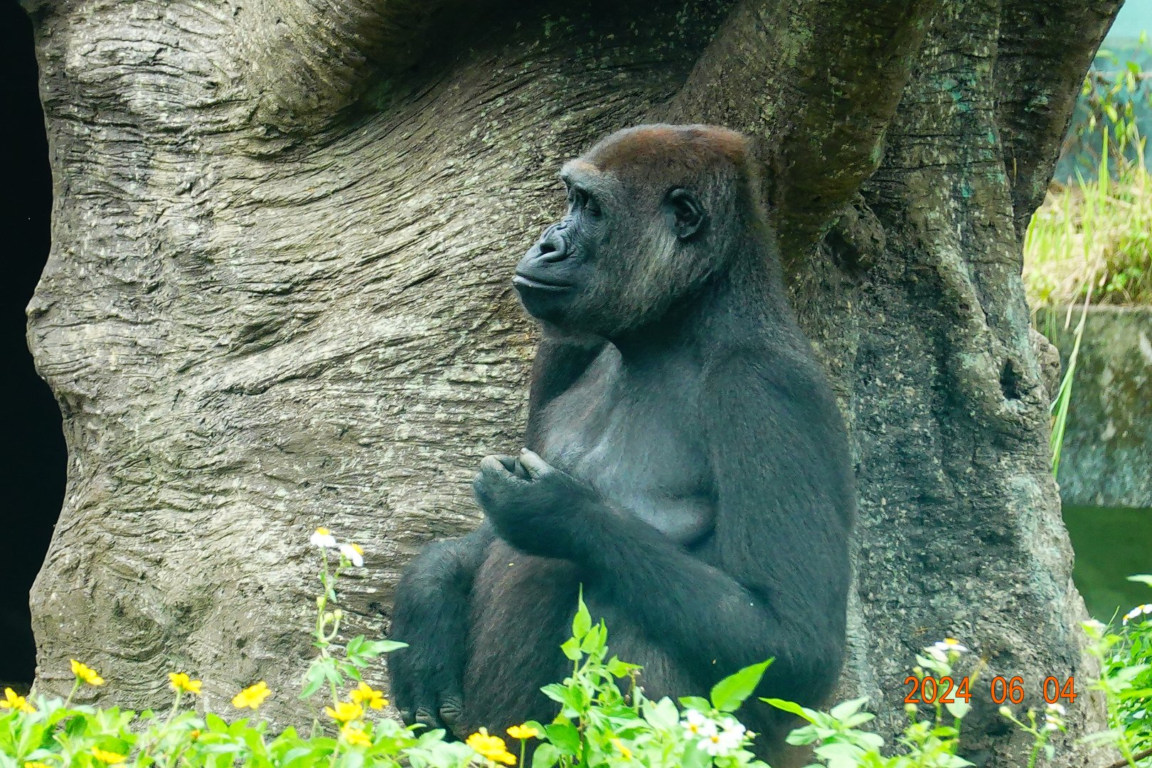 Western Lowland Gorilla (Gorilla gorilla gorilla)