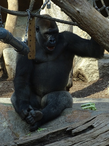 Western lowland gorilla (Gorilla gorilla gorilla)