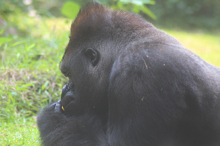 Western lowland gorilla (Gorilla gorilla gorilla)