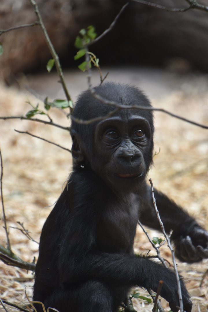 Western lowland gorilla, Gorilla gorilla gorilla