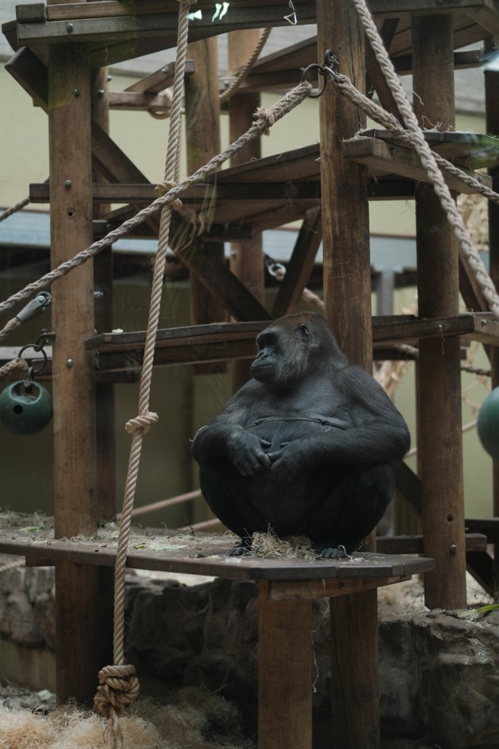 Western Lowland Gorilla (Gorilla gorilla gorilla)