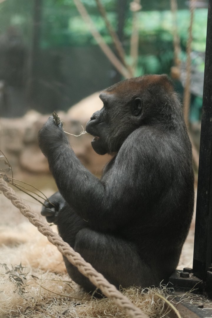Western Lowland Gorilla (Gorilla gorilla gorilla)