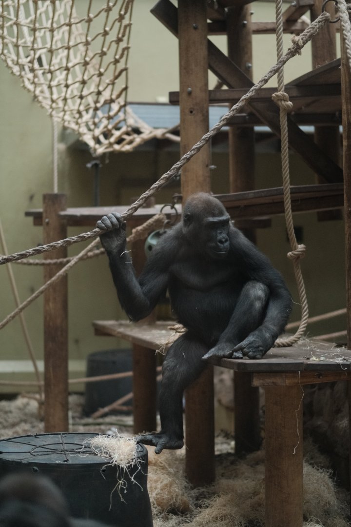 Western Lowland Gorilla (Gorilla gorilla gorilla)