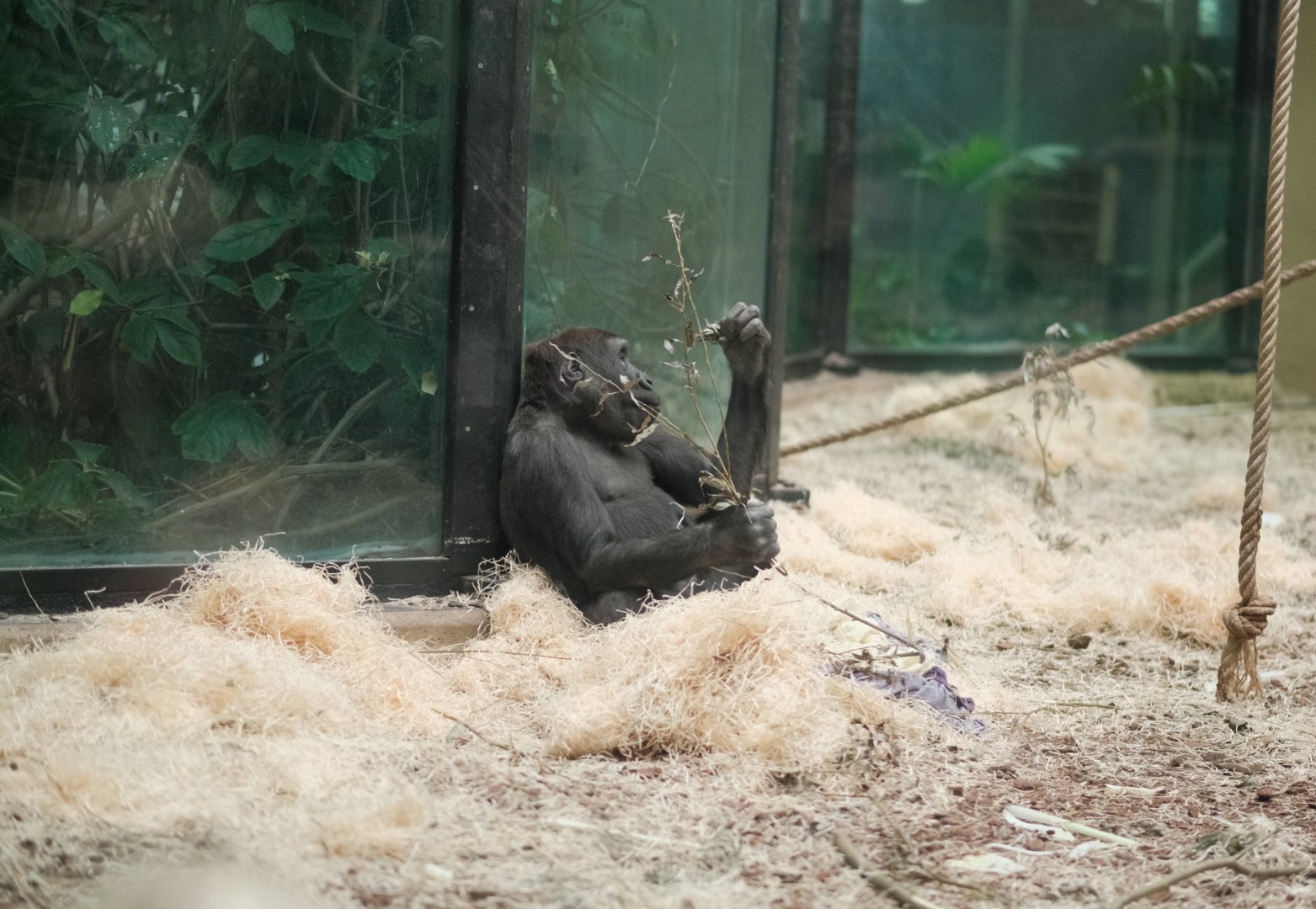 Western Lowland Gorilla (Gorilla gorilla gorilla)