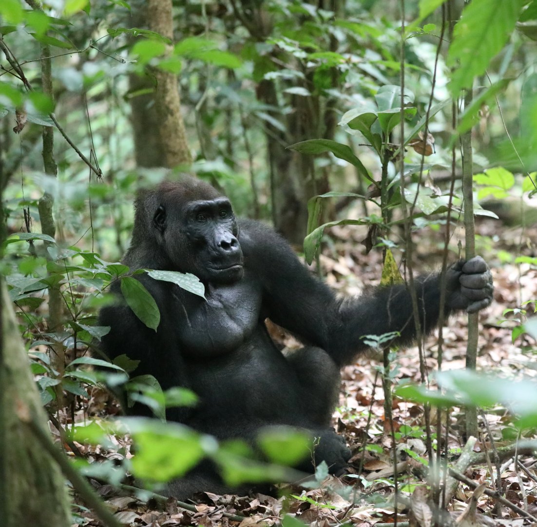 western lowland gorilla (Gorilla gorilla gorilla)