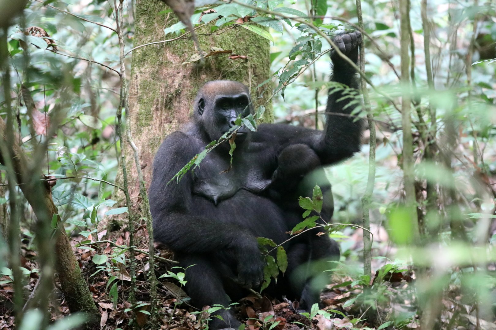western lowland gorilla (Gorilla gorilla gorilla)