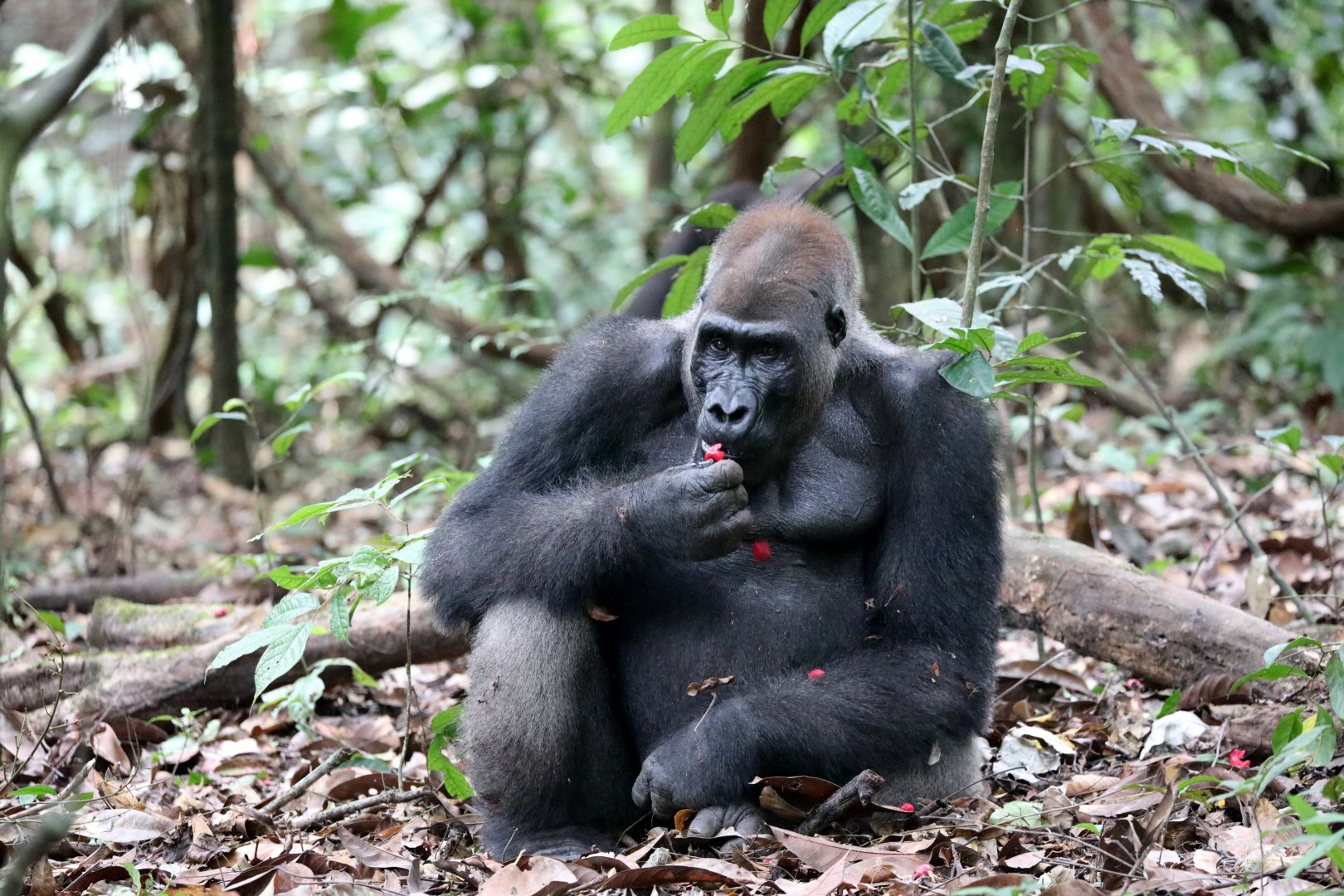 western lowland gorilla (Gorilla gorilla gorilla)