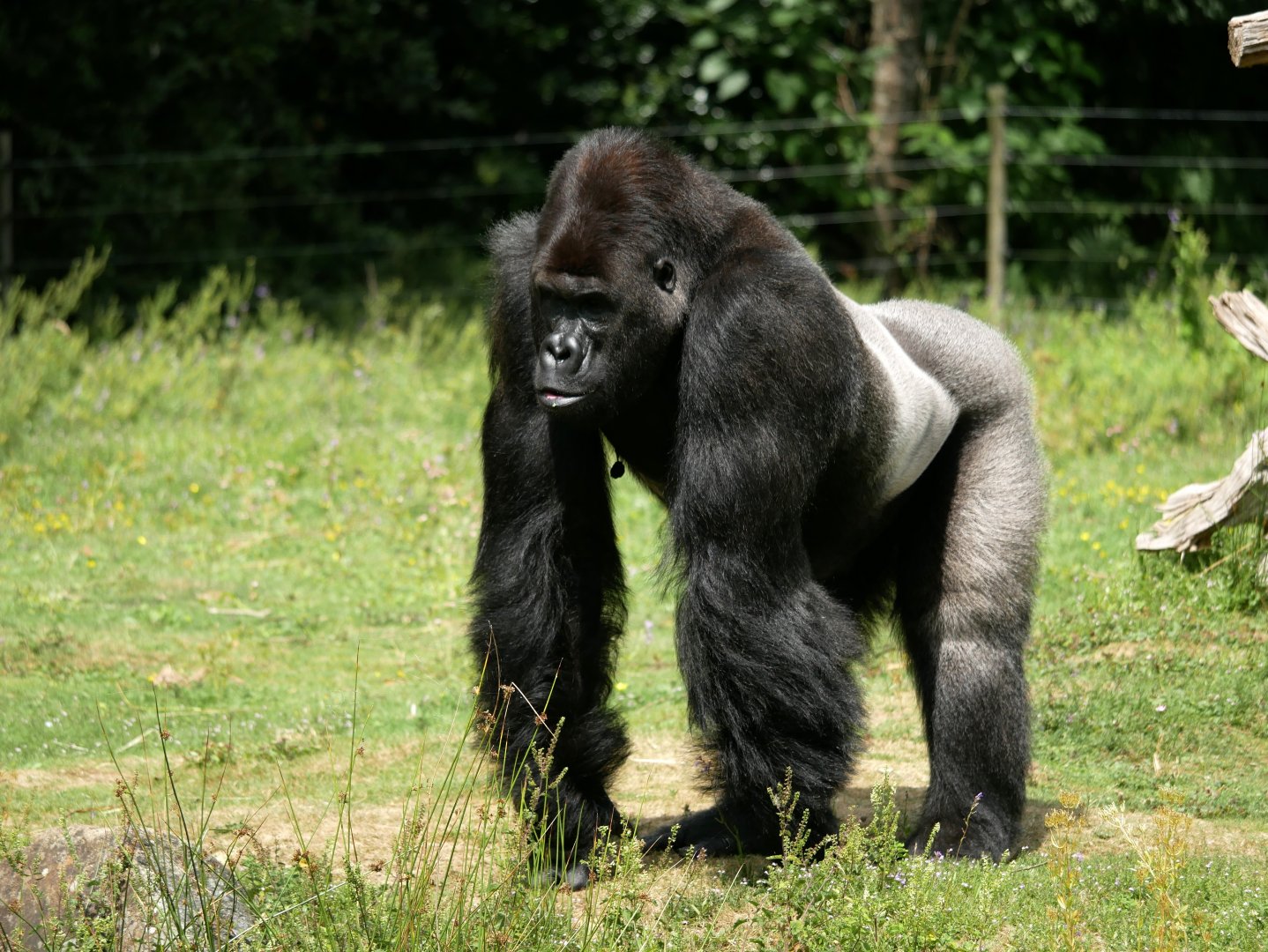 Western lowland gorilla (Gorilla gorilla gorilla)