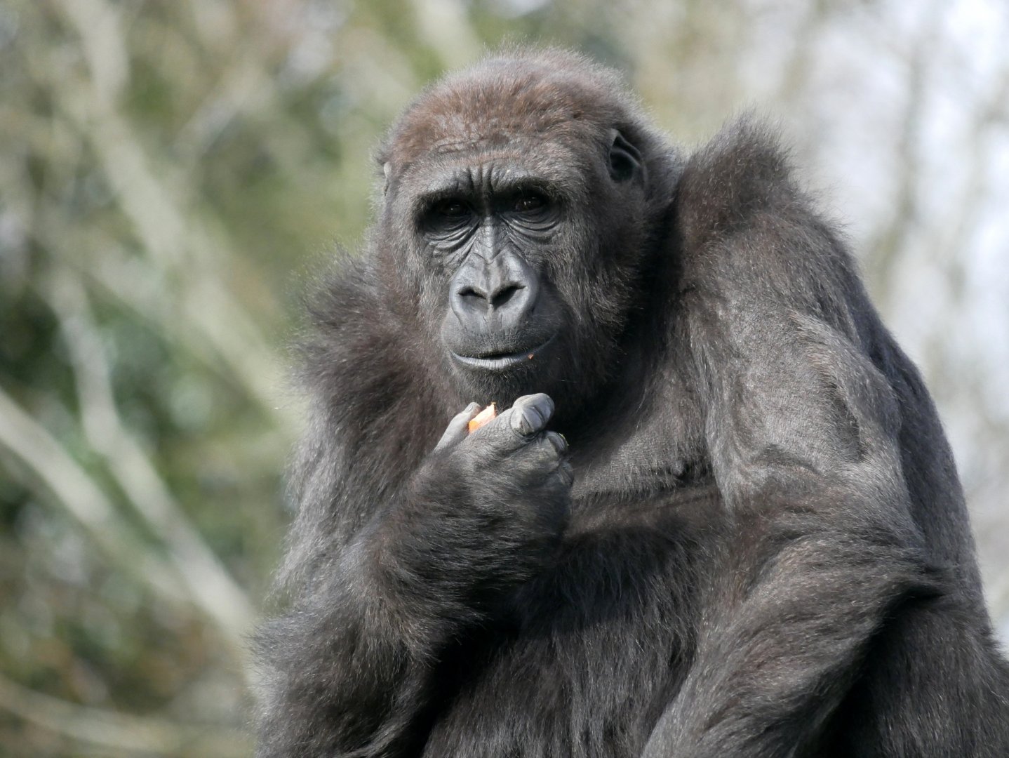 Western lowland gorilla (Gorilla gorilla gorilla)