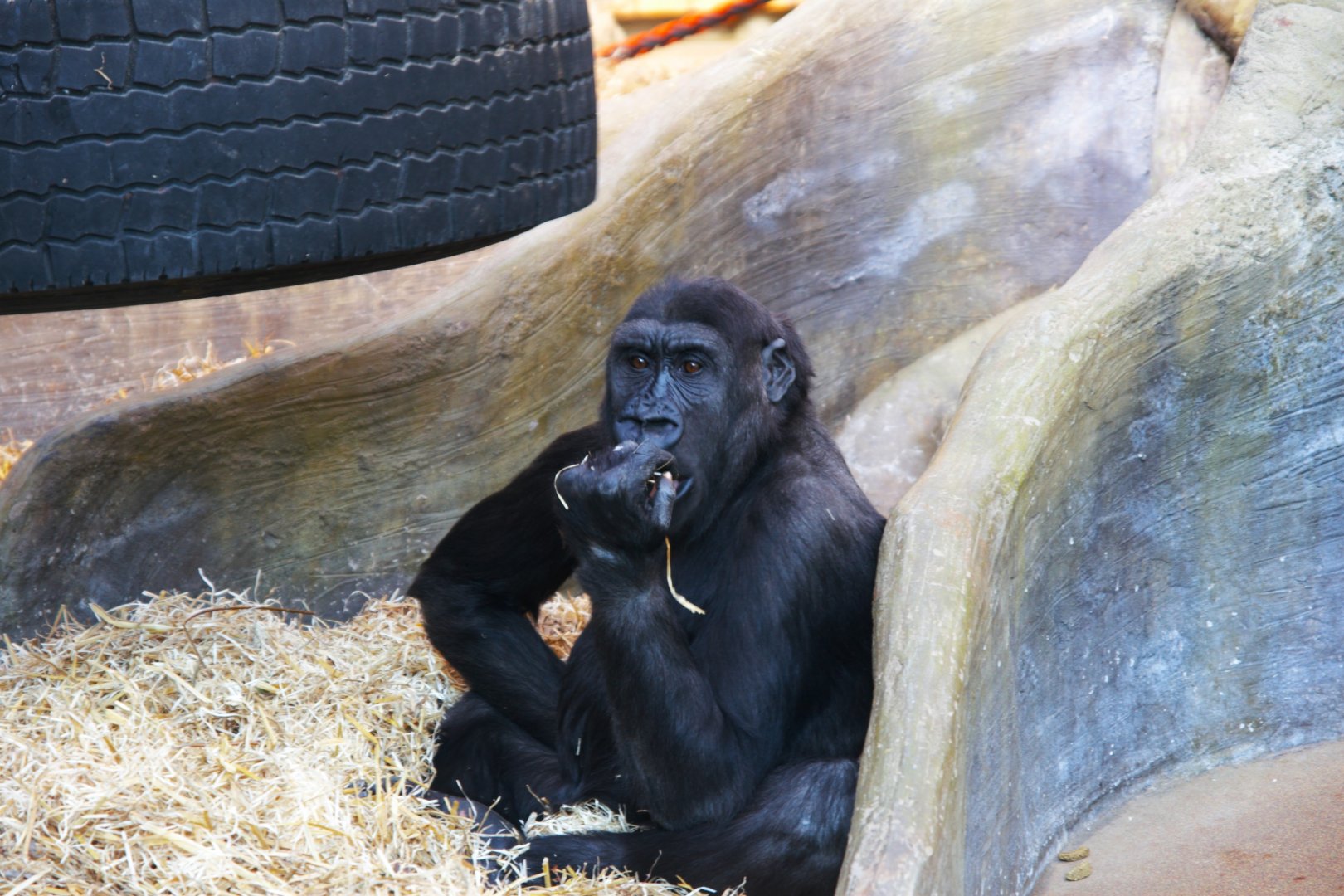 Western Lowland Gorilla (Gorilla Gorilla Gorilla)