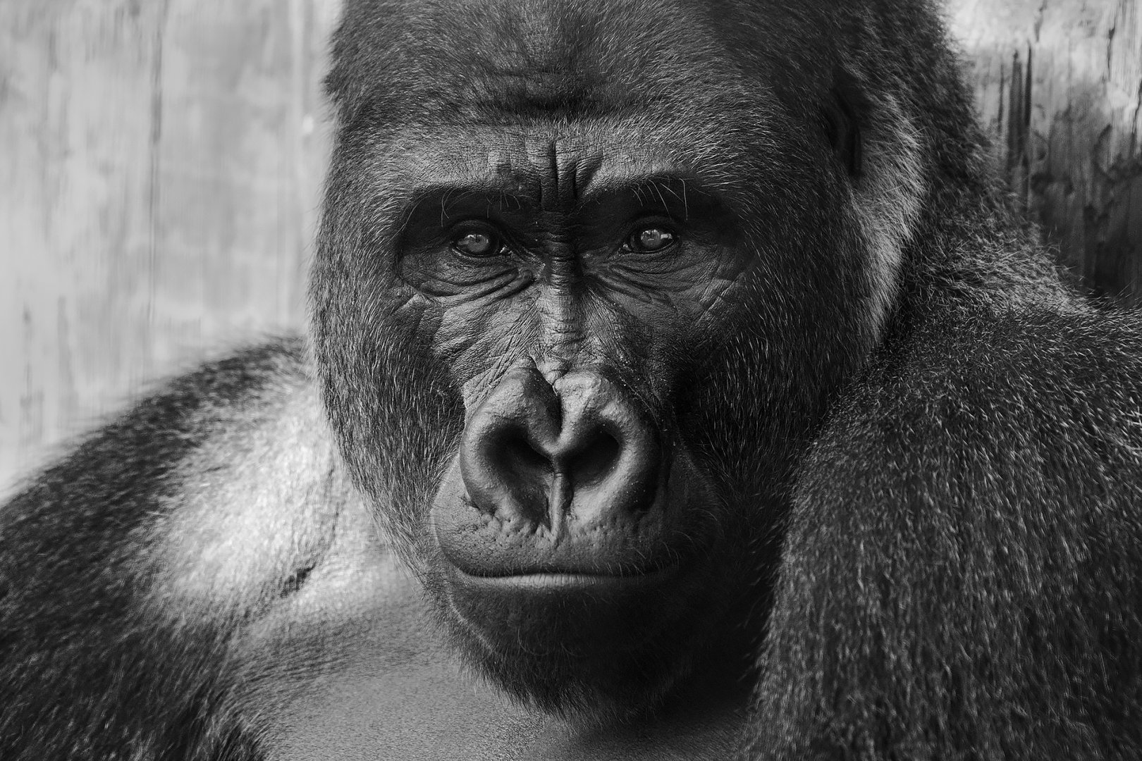 Western lowland gorilla (Gorilla gorilla gorilla)