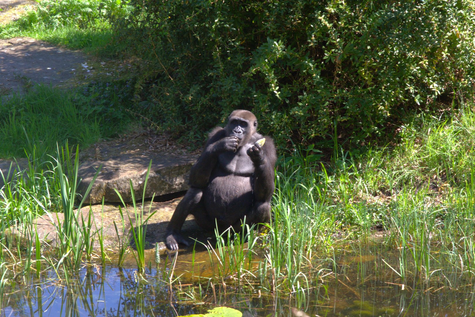 Western Lowland Gorilla (Gorilla gorilla gorilla)