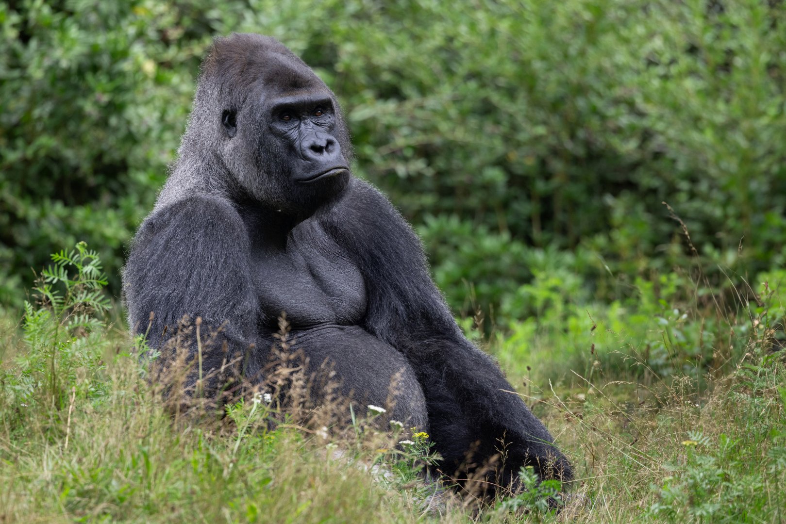 Western Lowland Gorilla (Gorilla gorilla gorilla)