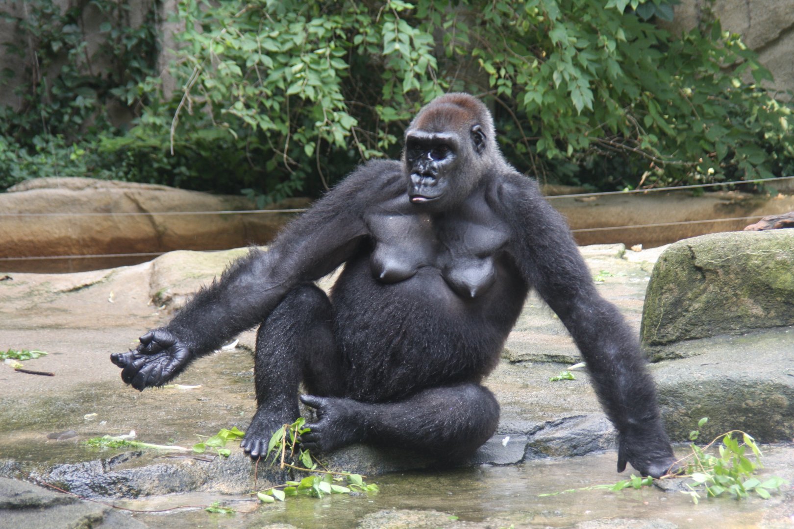 western lowland gorilla (Gorilla gorilla gorilla)