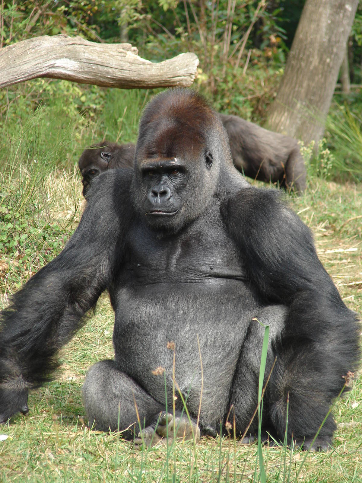 Western lowland gorilla (Gorilla gorilla gorillaà