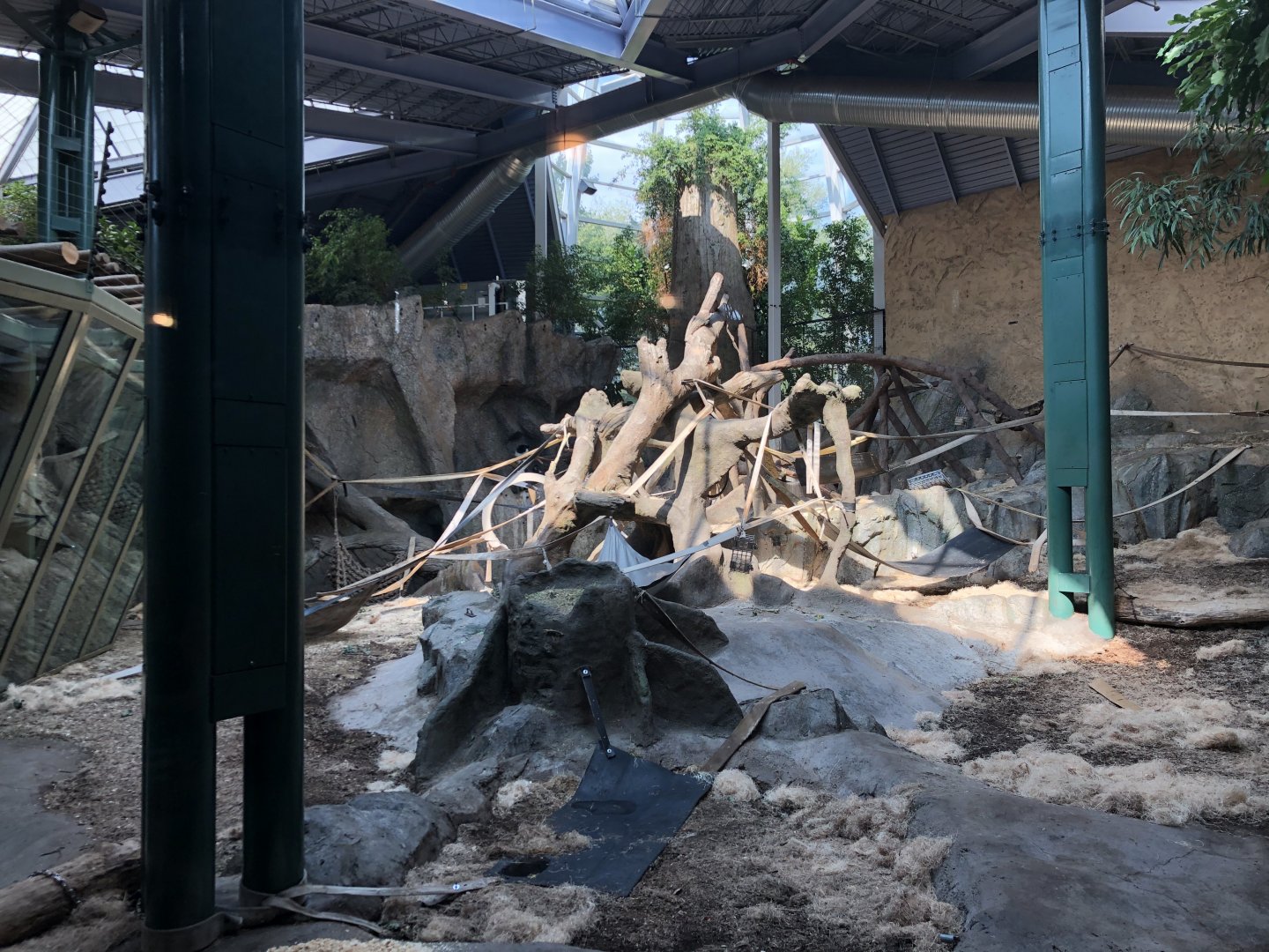 Western Lowland Gorilla & Guereza Colobus Indoor Exhibit