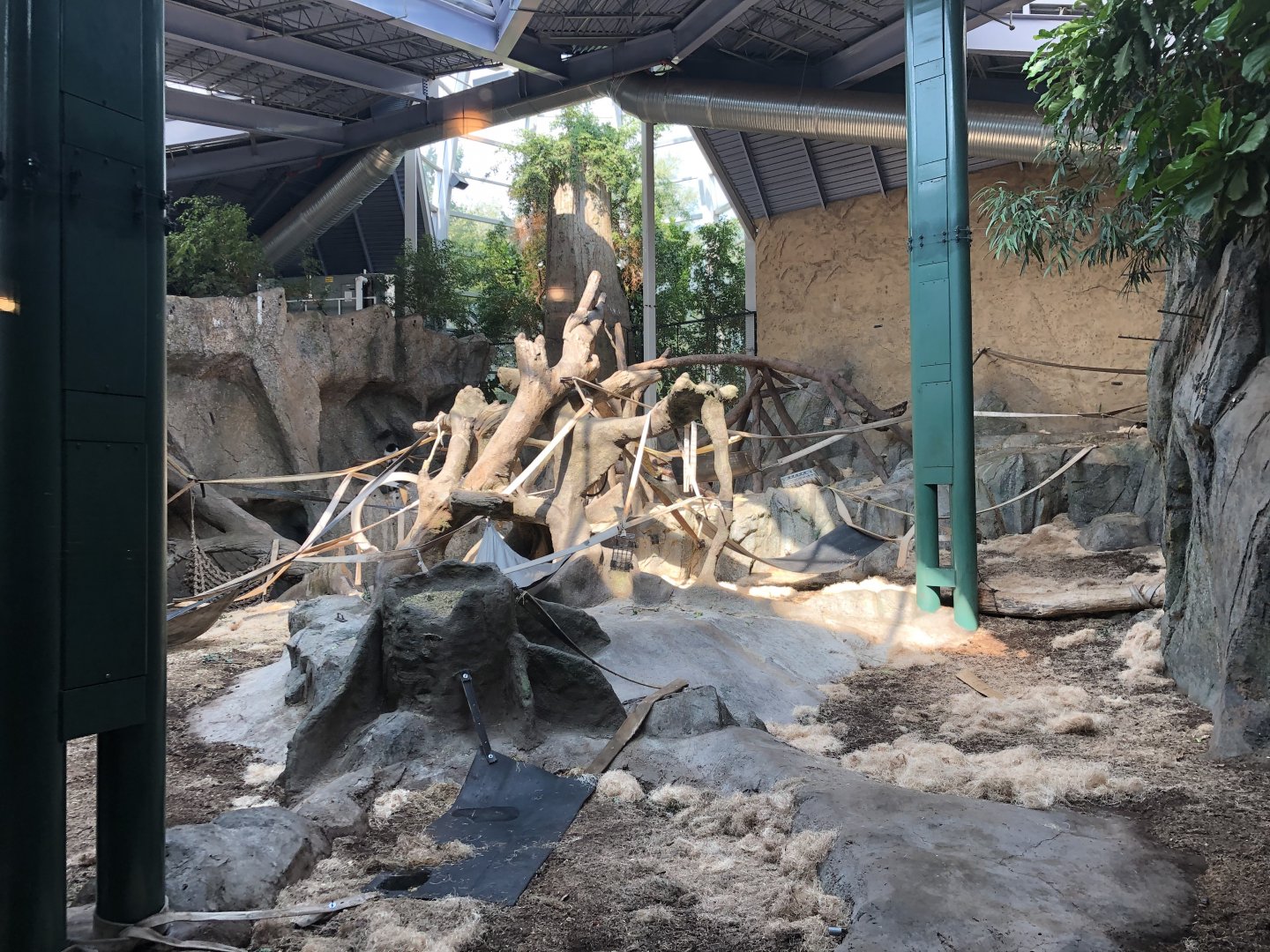 Western Lowland Gorilla & Guereza Colobus Indoor Exhibit