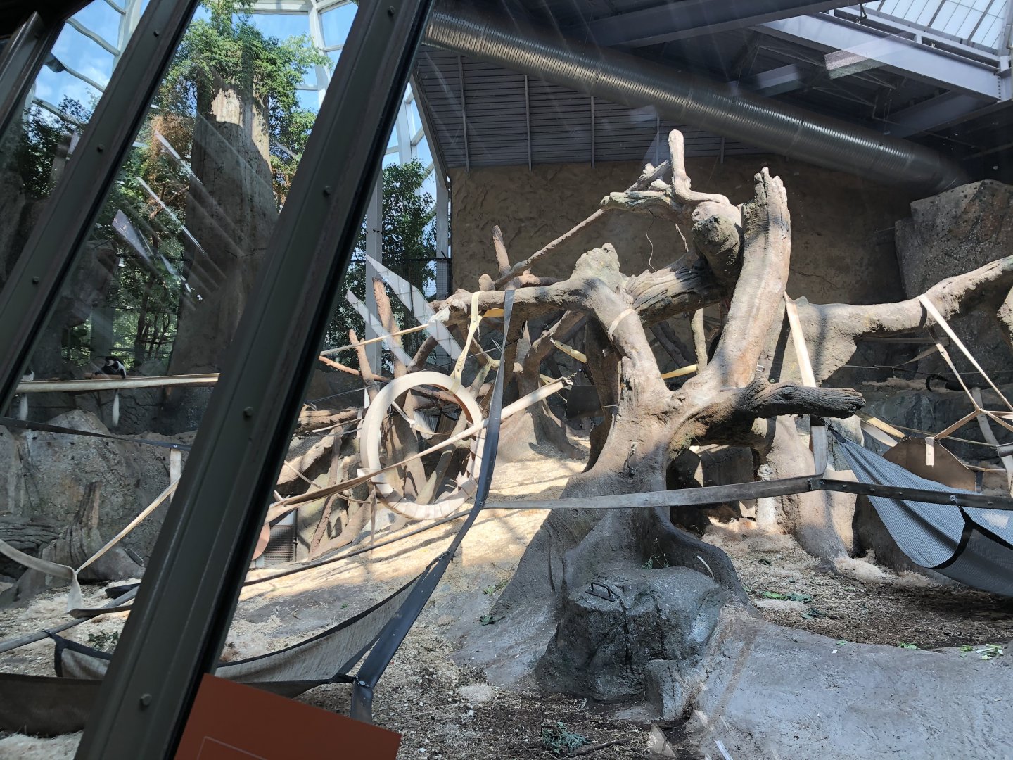 Western Lowland Gorilla & Guereza Colobus Indoor Exhibit