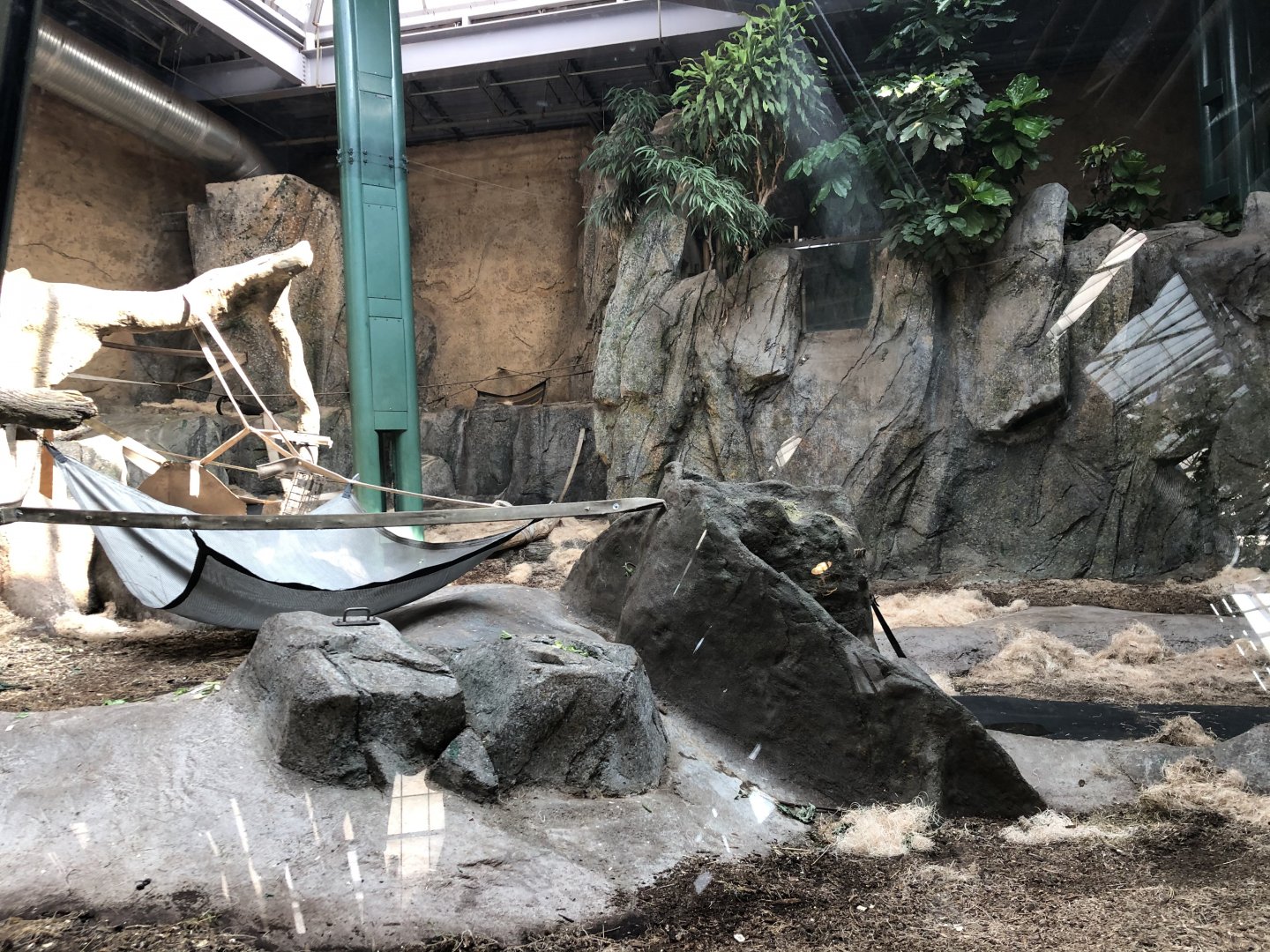 Western Lowland Gorilla & Guereza Colobus Indoor Exhibit